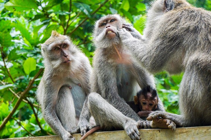 Ubud-Kintamani Private Tour (All Inclusive) - Image 3