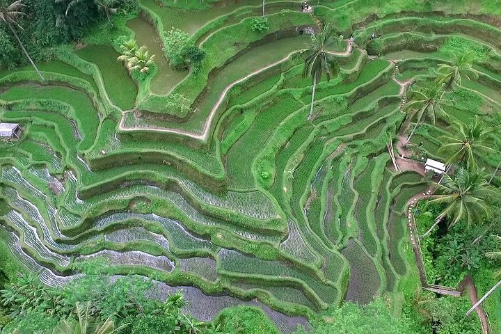 Ubud-Kintamani Private Tour (All Inclusive) - Image 4