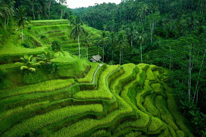 Ubud Private Tours with Jungle Swing Experience - all inclusive - Image 2
