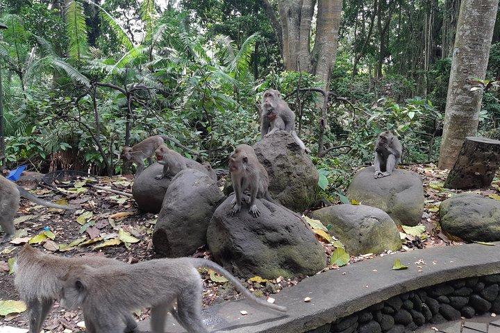 Ubud Tour, Monkey Forest, Swing, Water Temple and Waterfall - Image 2