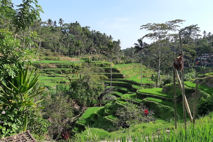 Ubud Tour, Monkey Forest, Swing, Water Temple and Waterfall - Image 3