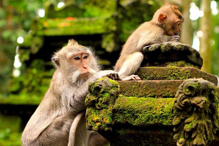 Ubud Waterfall Tour - Image 4