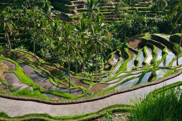 Ubud Waterfall Tour - Image 5