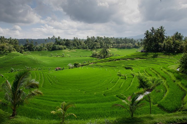Water Temples and UNESCO Rice Terraces Private Bali Tour  - Image 5