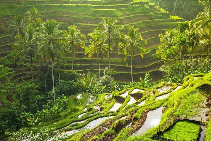 Wonderful of Ubud Tour - (Private & All-Inclusive) - Image 4