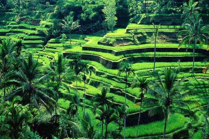 Wonderful Of Ubud Tours  - Image 4
