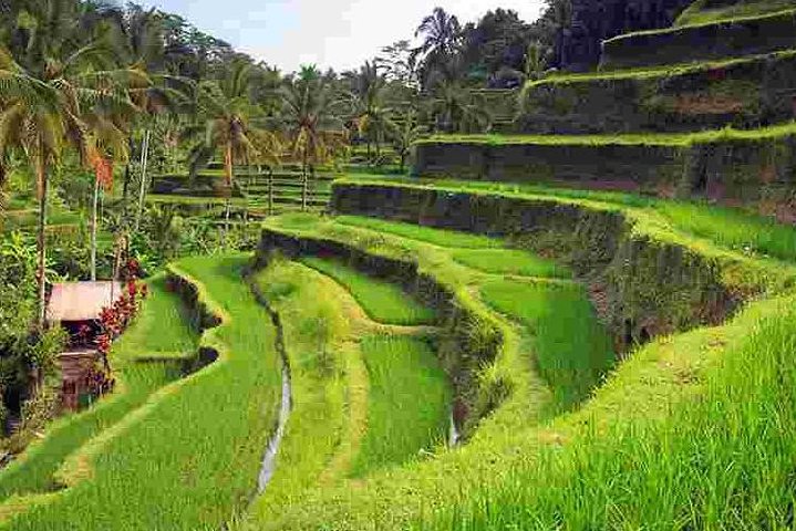 Wonderful Of Ubud Tours  - Image 3