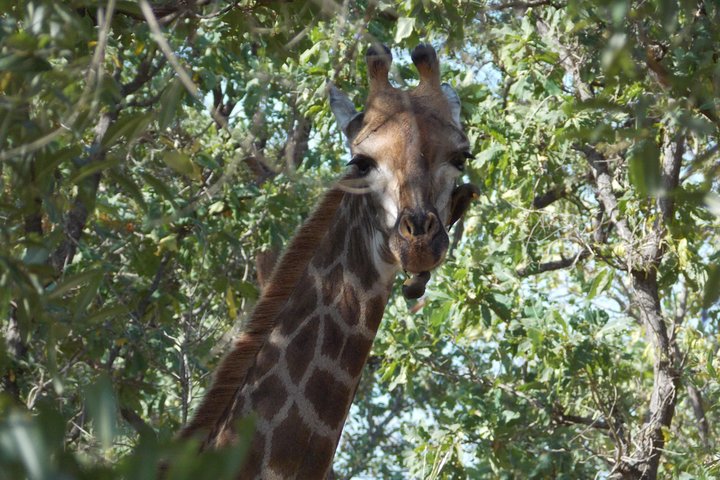 4 Days Senegambia Supremo - Image 1