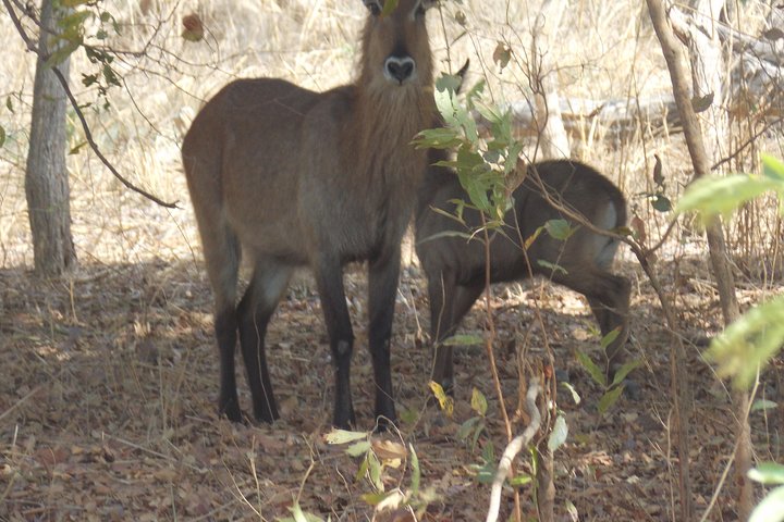 Safari To Fathala, Senegal - Image 5