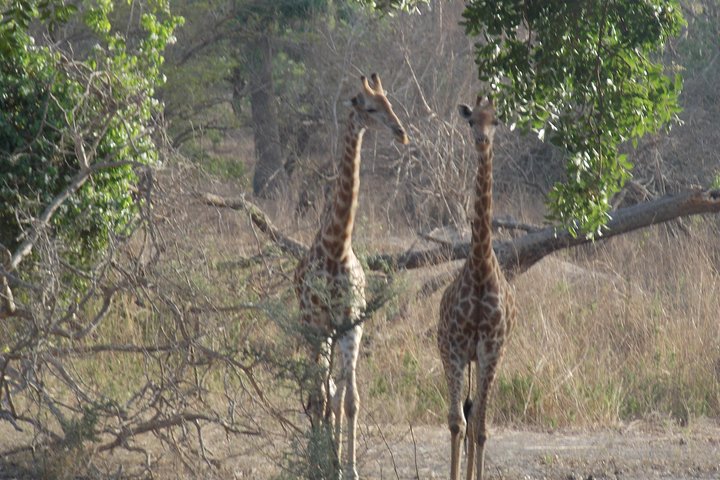 Safari To Fathala, Senegal - Image 1