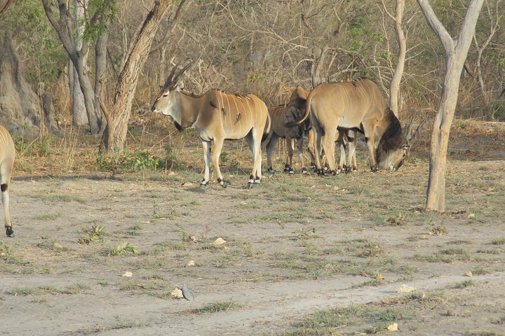 Safari To Fathala, Senegal - Image 2