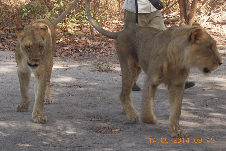 Safari To Fathala, Senegal - Image 3