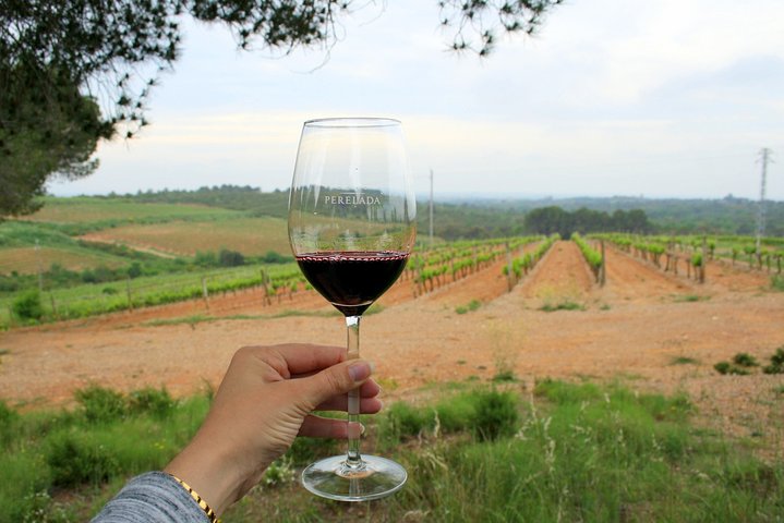 Barcelona Port Shore Excursion: Countryside Wine&Cava Tastings and Lunch - Image 5