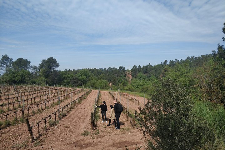 Half Day Private Wine & Oil Tasting Tour near Barcelona with hotel pick up - Image 5