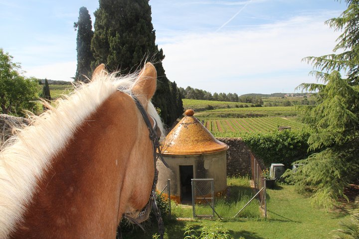 Horseback Ride, Penedés, Wine Tasting & Tapas Lunch - Image 5
