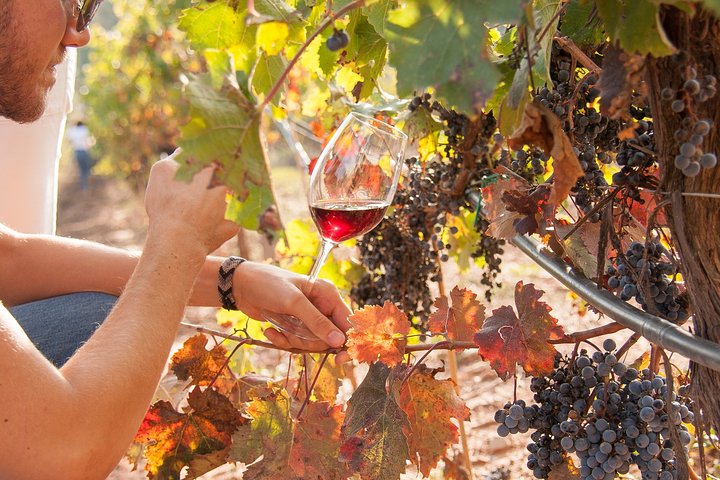 Priorat & Wine Private Tour from Barcelona - Image 4