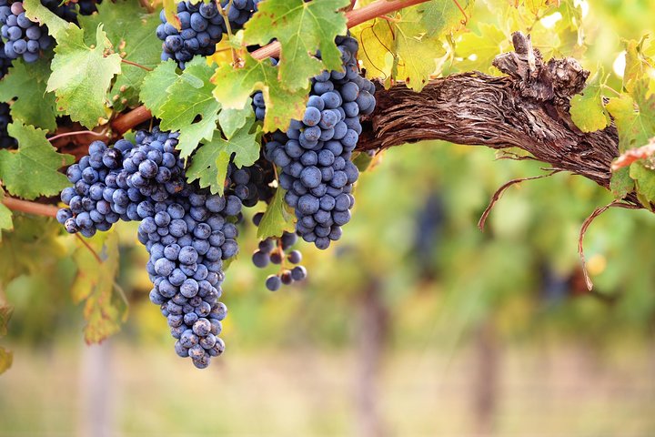 Private Best Three Organic Farming Wineries Tour + Local Lunch - Image 2