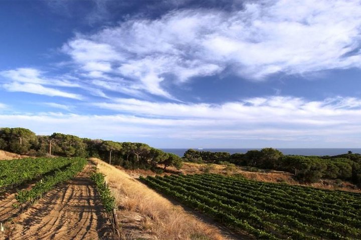 Private Breakfast Winery Experience - Private Wine Tasting Tour - Image 4