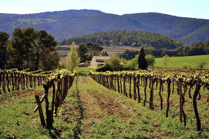 Private Montserrat Tour & Organic Farming Winery + Local Lunch  - Image 5