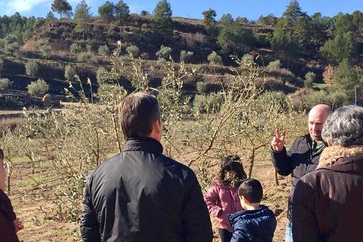 Private Oil Tasting Tour - Image 4