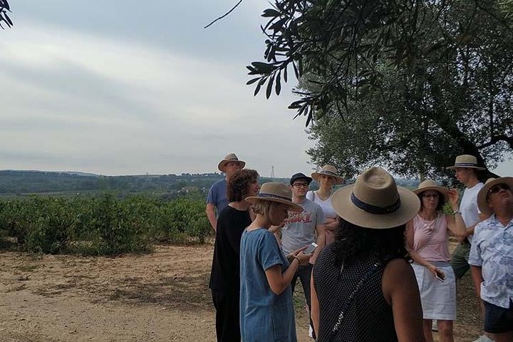 Private Wine & Cava Tasting Tour In Penedés Region with hotel pick up - Image 1