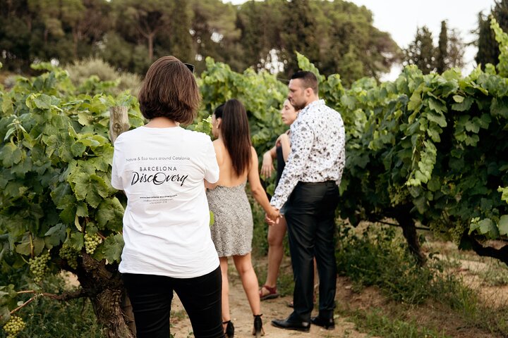 Private Wine Tasting Tour with Picnic lunch and hotel pick up near Barcelona - Image 5