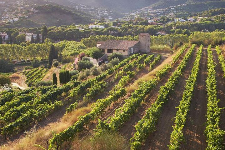Private Wine Tasting Tour with Picnic lunch and hotel pick up near Barcelona - Image 2