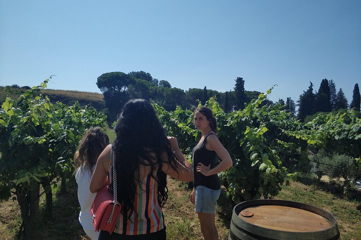 Private Wine Tasting Tour with Picnic lunch and hotel pick up near Barcelona - Image 3