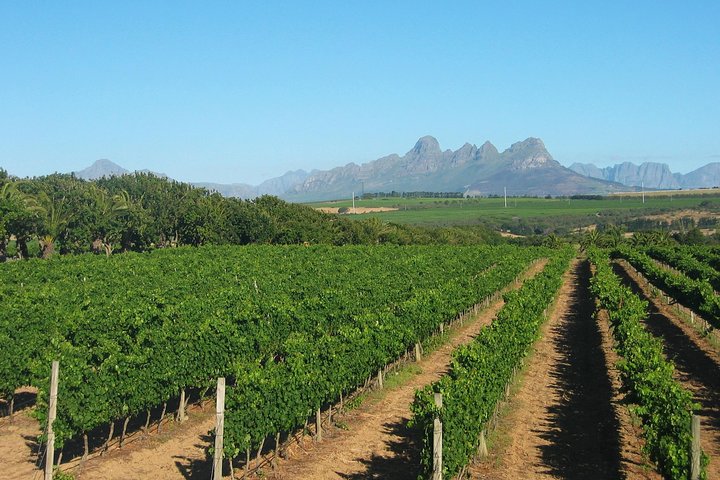 WINE & CAVA TOUR PENEDÉS: Visit 2 Wineries, wine tasting & Tapas lunch  - Image 4