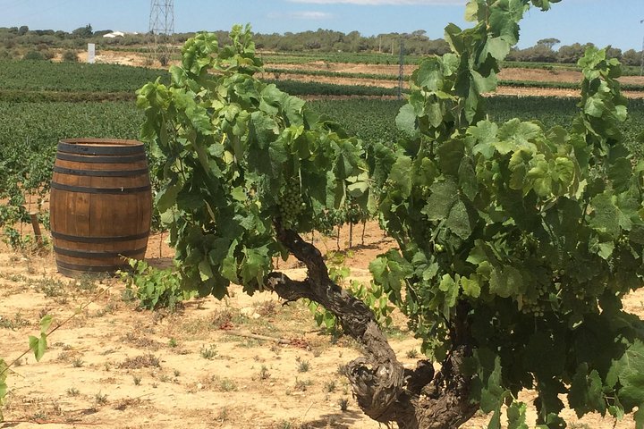 Wine tour - Penedes wine region - (2 wineries included) - Image 4