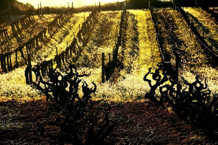 Winery Tour with Private Luxury Vehicle from Barcelona with Hotel pick up - Image 2