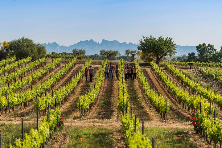 Winery Tour with Private Luxury Vehicle from Barcelona with Hotel pick up - Image 1