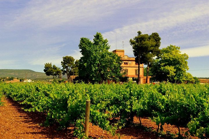 Winery Tour with Private Luxury Vehicle from Barcelona with Hotel pick up - Image 3