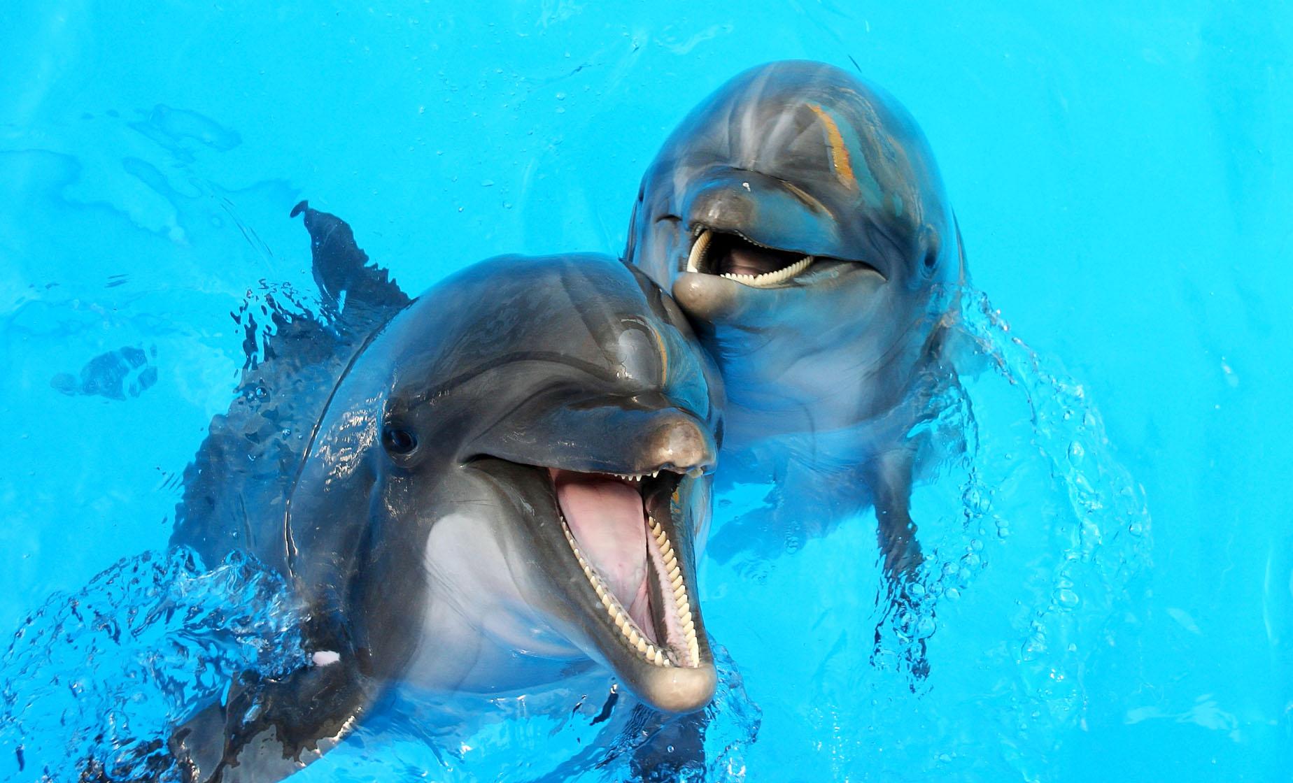 Dolphin Royal Swim - Image 1