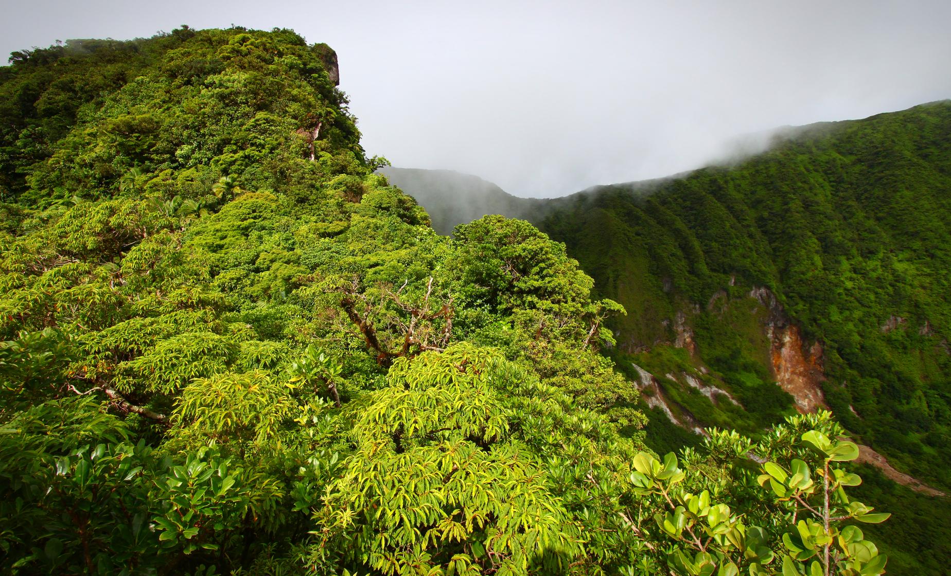 St. Kitts Rainforest Hiking Tour - Image 1