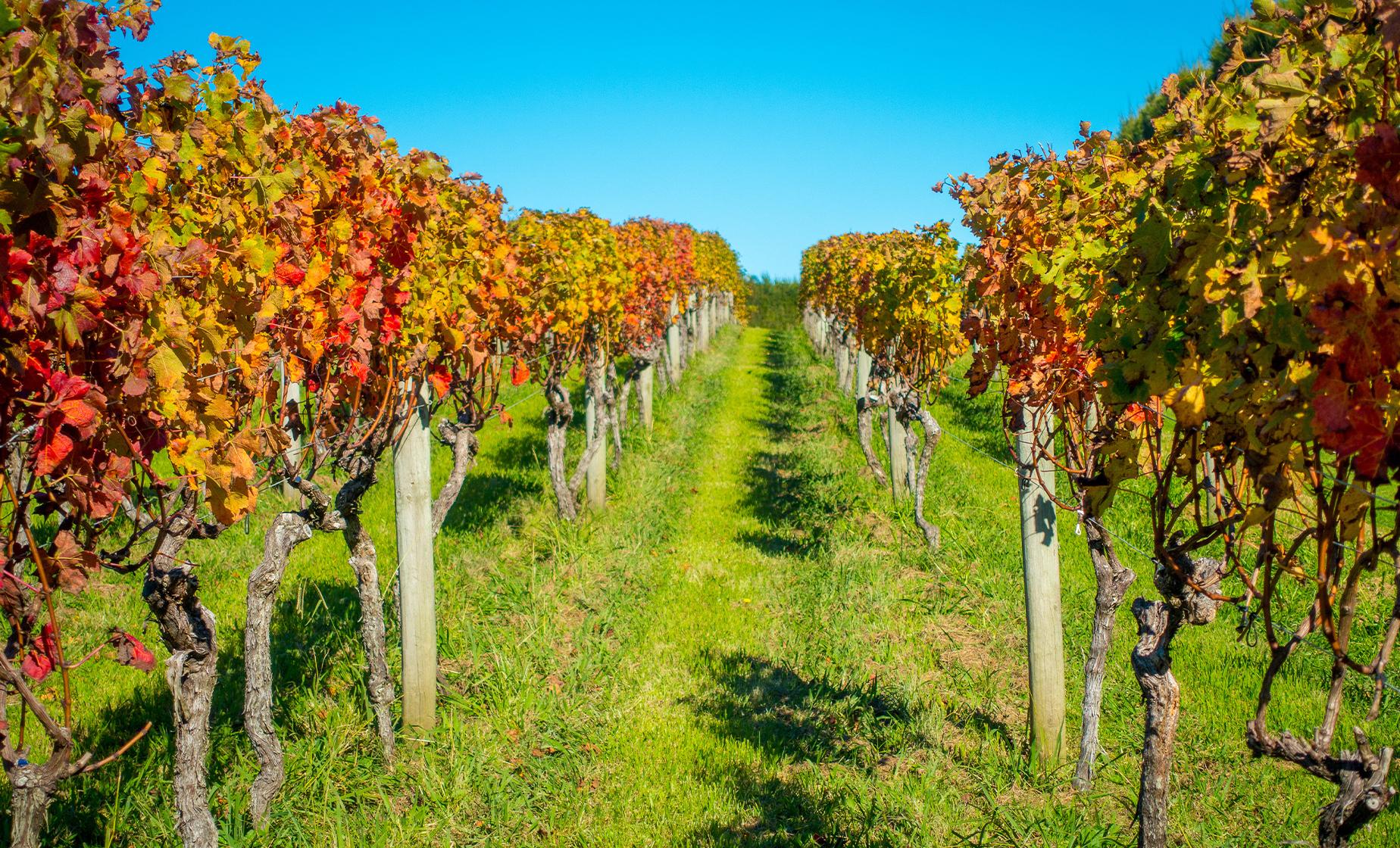 Private Bay of Islands Highlights with Wine Tasting - Image 1