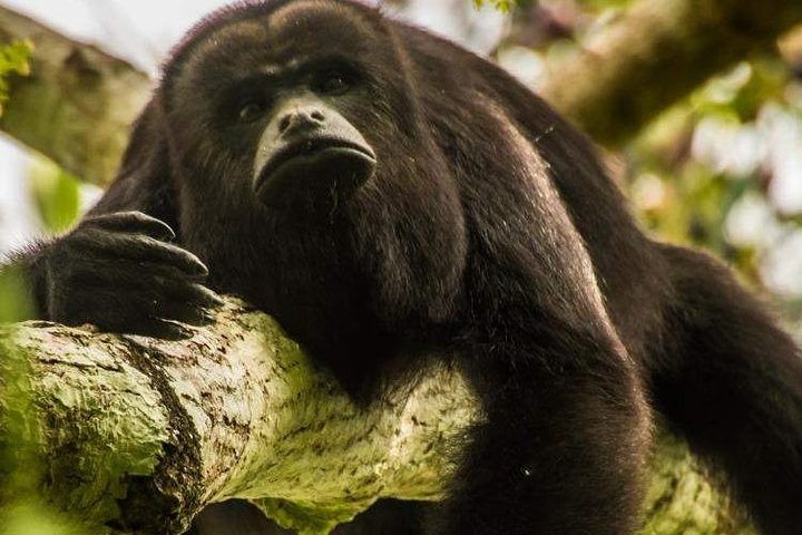 Altun Ha, Monkey Sanctuary and Rum Factory Tour from Belize City - Image 2