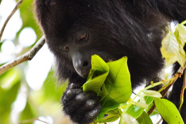Altun Ha Temple & Howler Monkey Sanctuary - Image 2