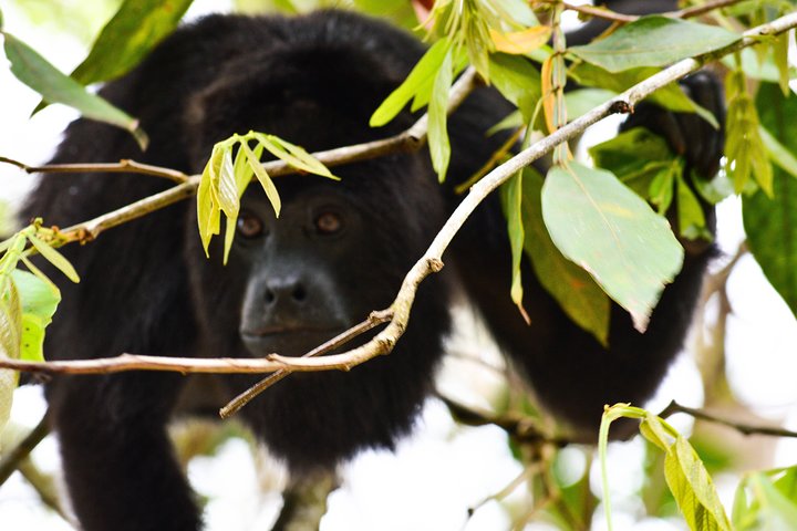 Altun Ha Temple & Howler Monkey Sanctuary - Image 1