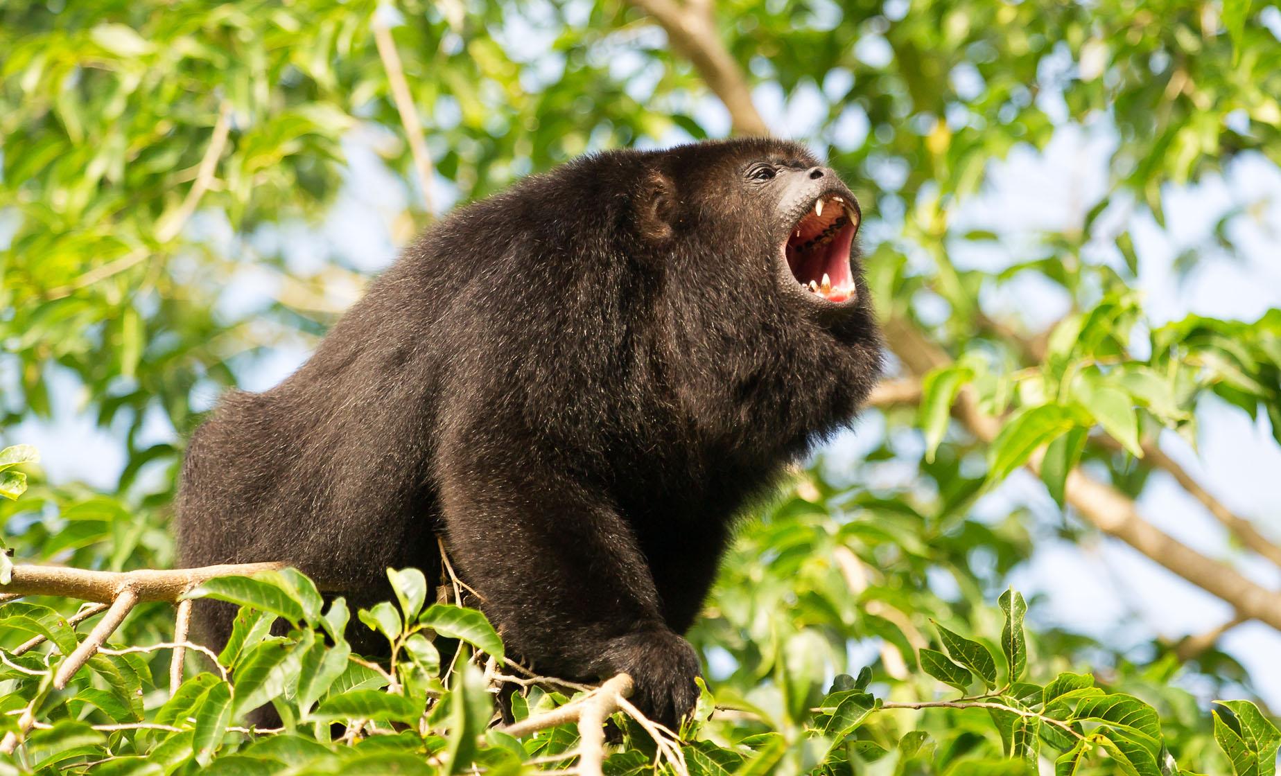 Baboon Sanctuary and Jeep Adventure - Image 1