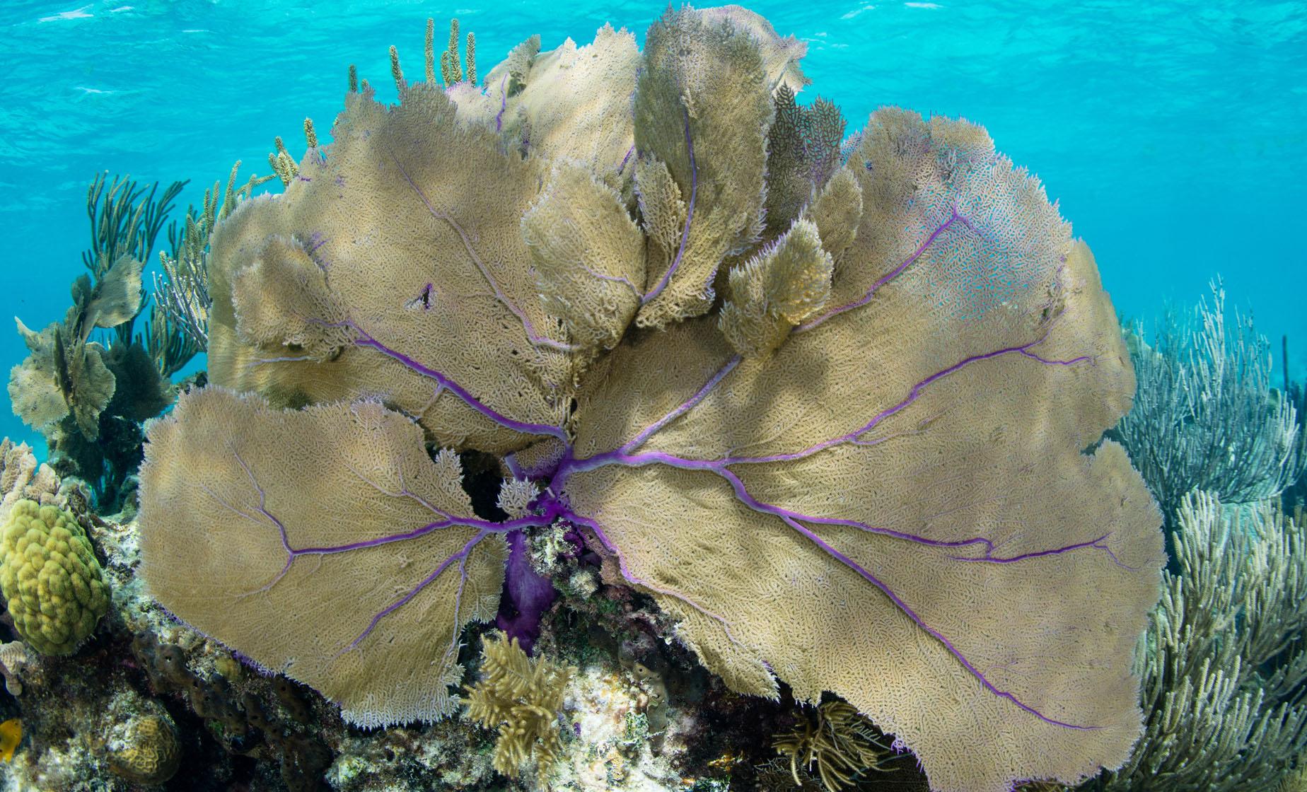 Barrier Reef Snorkel - Image 1