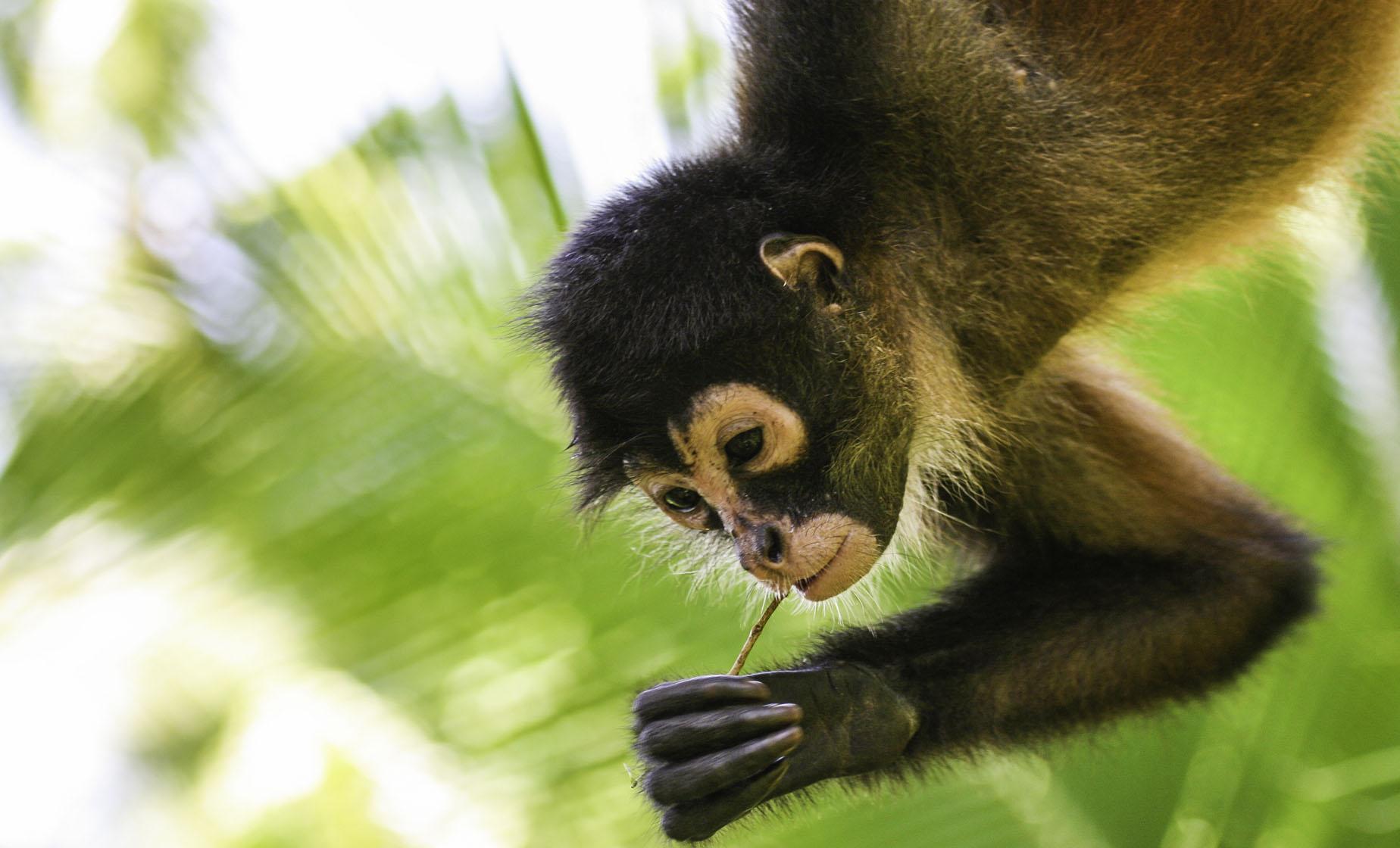 Belize City and Zoo Combo - Image 1