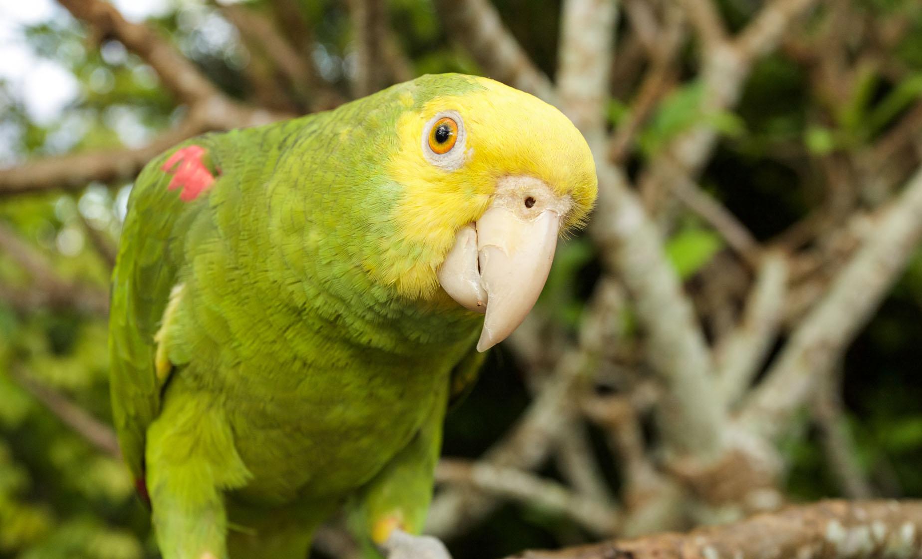 Belize Zoo and Jeep Adventure - Image 1