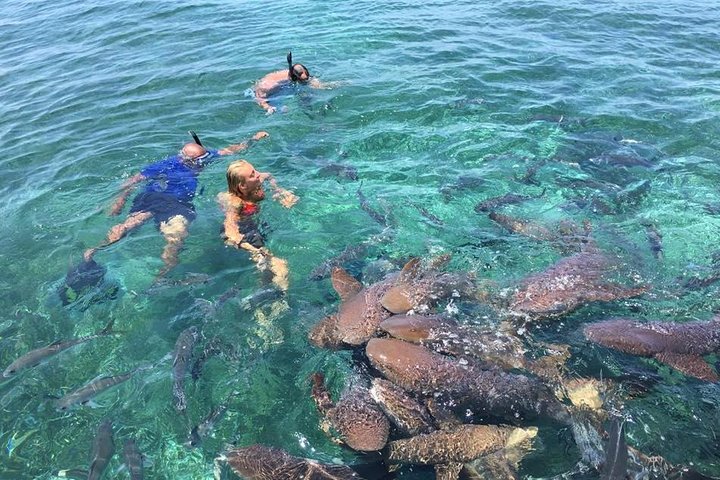 Hol Chan Marine Park and Shark Ray Alley Snorkeling  - Image 1