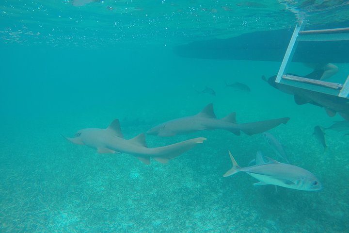 Hol Chan Marine Park and Shark Ray Alley Snorkeling  - Image 2