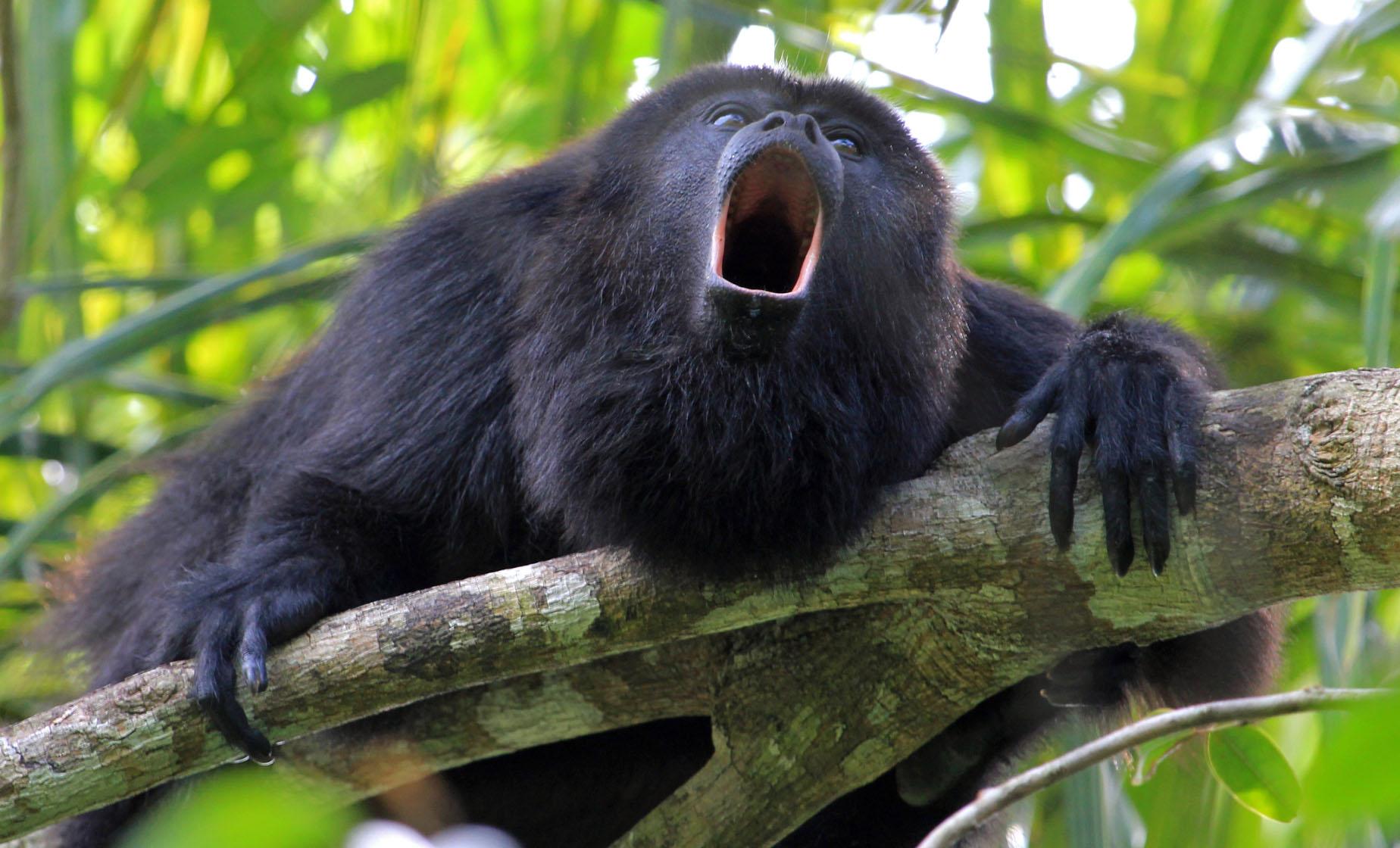 Howler Monkey Sanctuary - Image 1