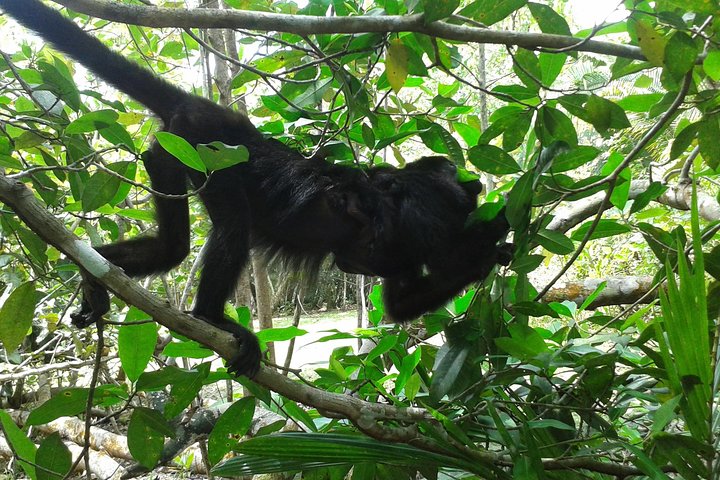 Howler Monkey Sanctuary and Kukumba Beach from Belize City - Image 4
