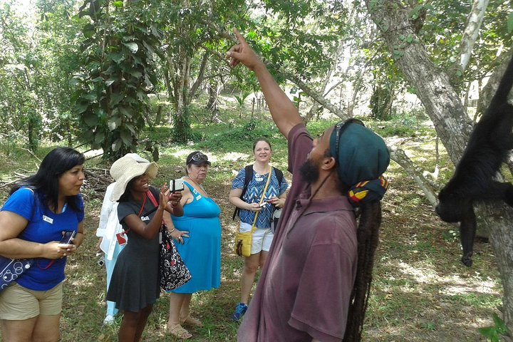 Howler Monkey Sanctuary and Kukumba Beach from Belize City - Image 5