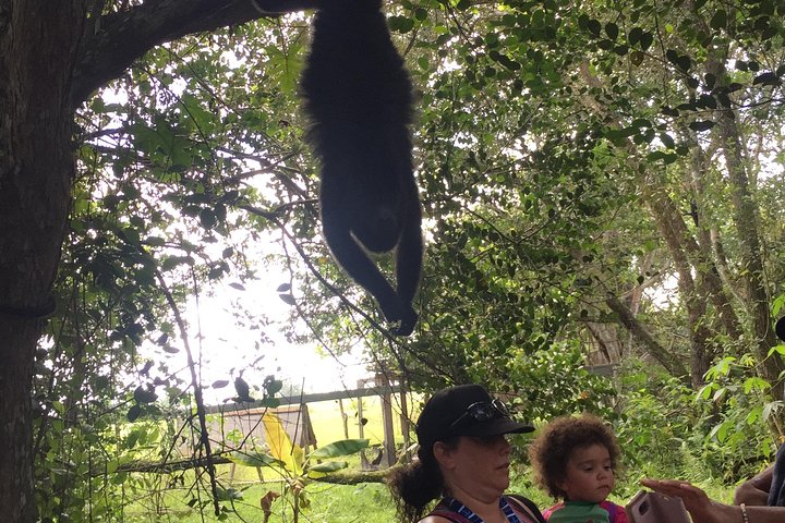 Howler Monkey Sanctuary and Kukumba Beach from Belize City - Image 1
