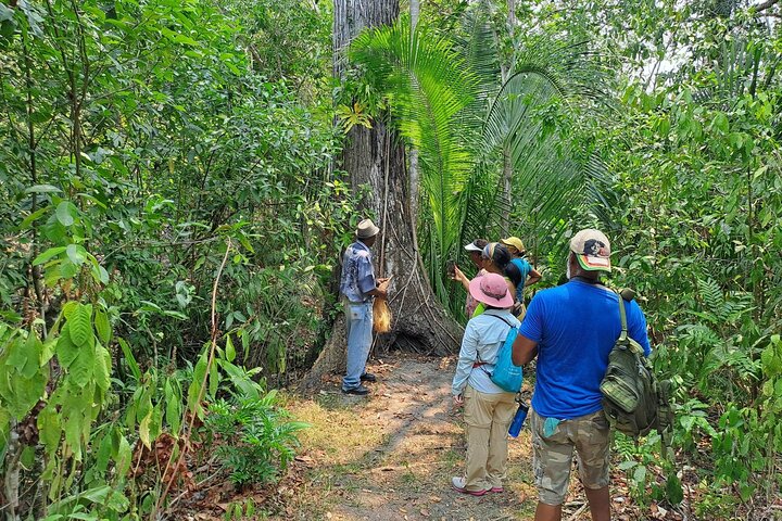 Howler Monkey Sanctuary Tour from Belize City - Image 5